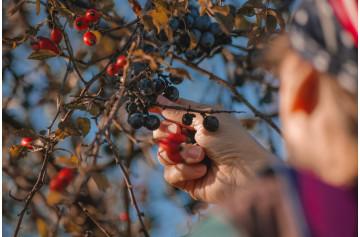 5 fruits faciles à cultiver